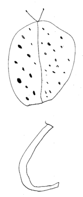 C comme Coccinelle - Lisa, 7 ans -- 01/11/07