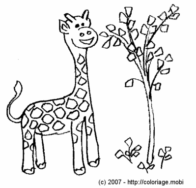 Une Girafe qui mange des feuilles -- 01/05/07 Une Girafe qui mange des feuilles -- 01/05/07