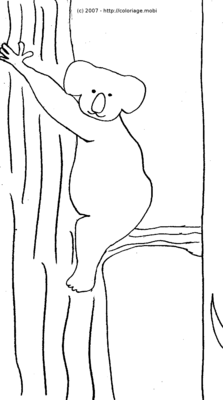 Koala -- 02/08/07