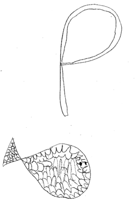 P comme Poisson - Lisa, 7 ans -- 01/11/07