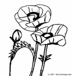Coquelicots -- 21/01/07