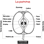 Jardin des jeunes branch�s - Jardin botanique de Montr�al
