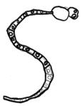 S comme Serpent - Ecole Saint-Charles � Orl�ans CE1/CE2 -- 01/11/07