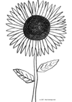 Tournesol -- 21/07/07